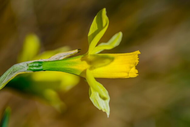 Narcissus nevadensis O Sierra Nevada Narcissus é uma espécie botânica pertencente à família Amaryllidaceae