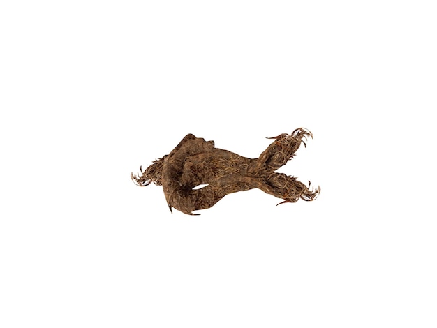 Nardostachys jatamansi ladra en un fondo blanco aislado