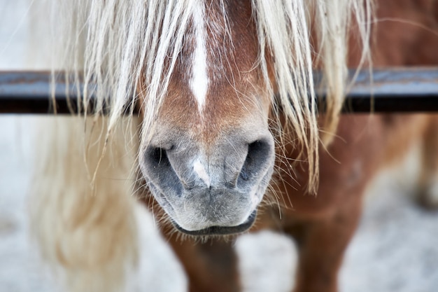 Narinas de um belo cavalo e crina, close-up