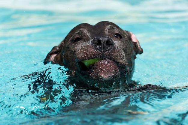 Nariz azul Perro pitbull nadando en la piscina El perro juega con la pelota mientras hace ejercicio y se divierte en un día soleado