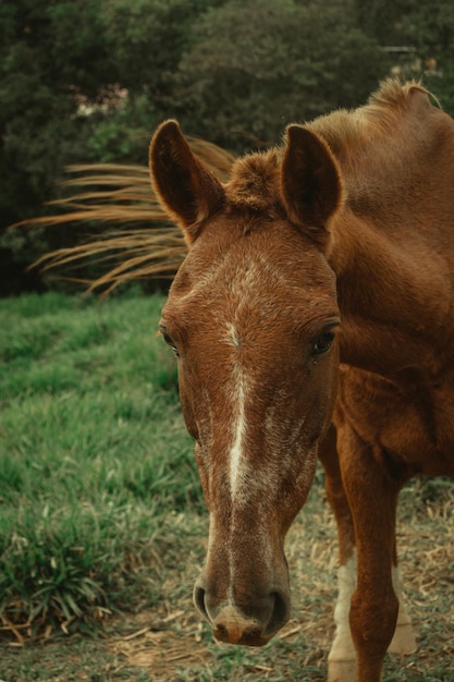 La nariz de un caballo está en la hierba.