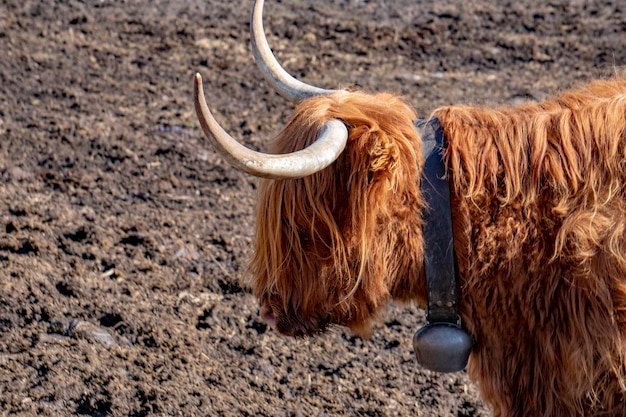 Nariz congelado de vaca peluda highlander escócia