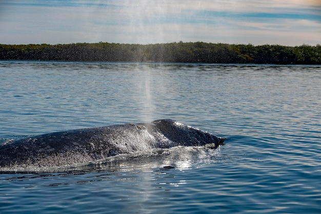 Nariz de baleia cinzenta viajando pelo Oceano Pacífico enquanto soprava