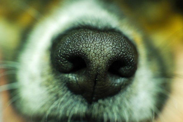 Nariz de cachorro close-up macro do nariz de um cachorro