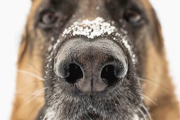 Foto nariz de cães de perto. flocos de neve no nariz do pastor alemão.