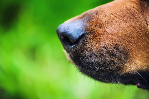 Nariz de cão