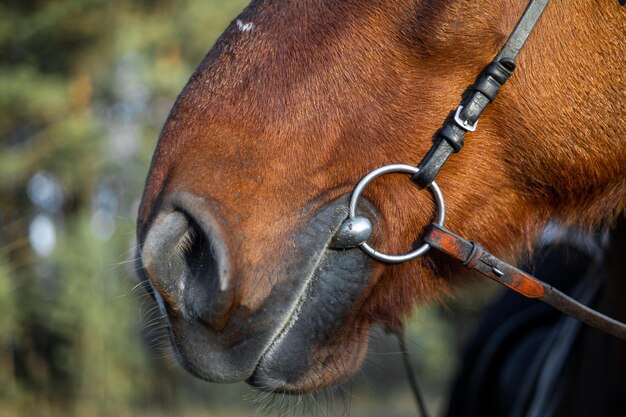 Nariz de cavalo fechado no contexto de uma floresta verde