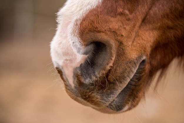 Nariz de cavalo marrom perto da natureza