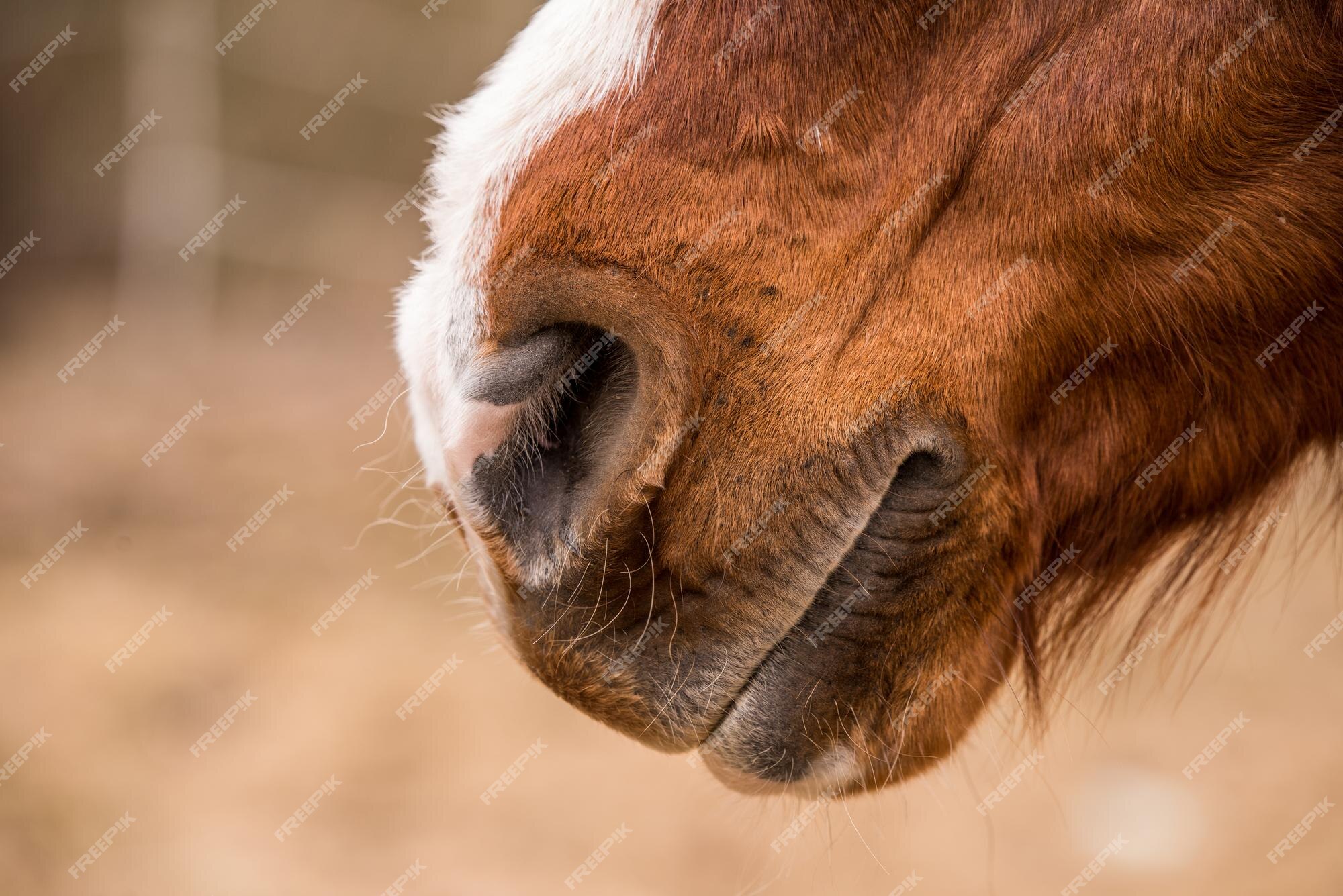 Cavalo imagem de stock. Imagem de cara, narina, fazenda - 6029893