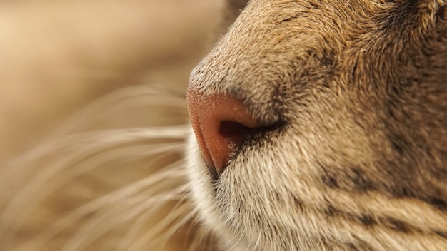 Foto nariz de gato de estimação fofo, imagem de foco seletivo