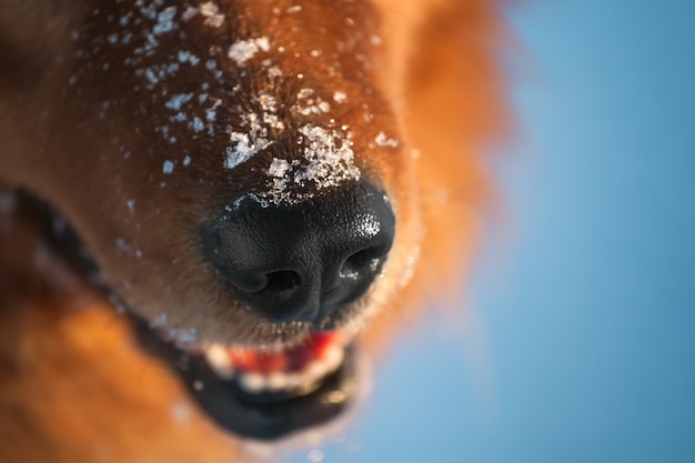 Nariz de perro con los copos de nieve