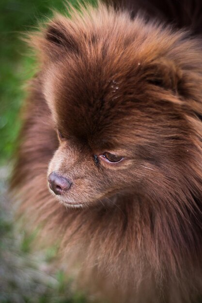 Foto la nariz de un perro