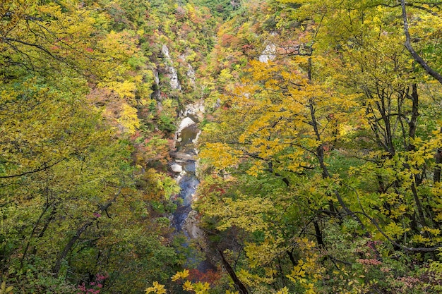 Naruko canyon na floresta de outono