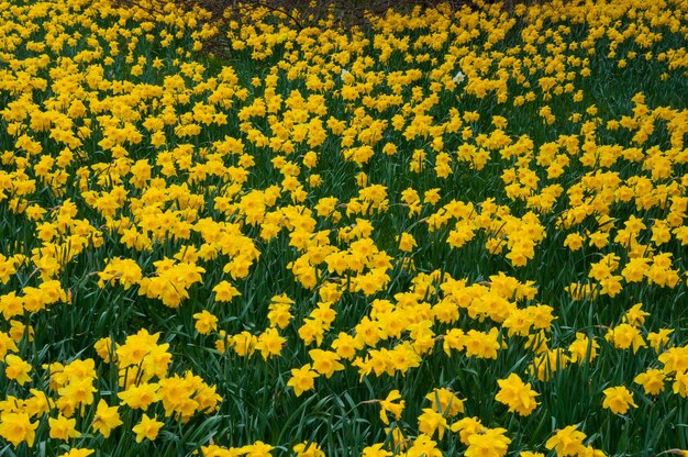 Narzisse blüht im Frühjahr