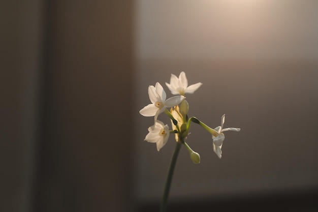 Narzisse Frühlingsblumen auf sonnigem Hintergrund Frühlingsgefühle