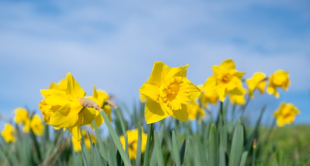 Narzissen blühen im Frühling mit blauem Himmel und gelbe Narzissenblüten im Frühjahr