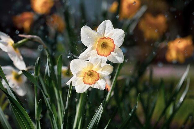 Narzissen blühen im Garten