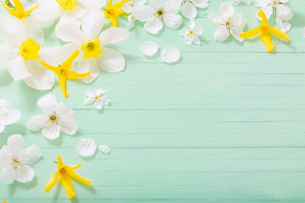 Narzissen und Kirschblumen auf grünem hölzernem Hintergrund