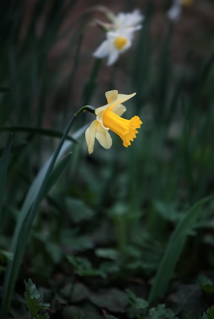 Narzissenblüte