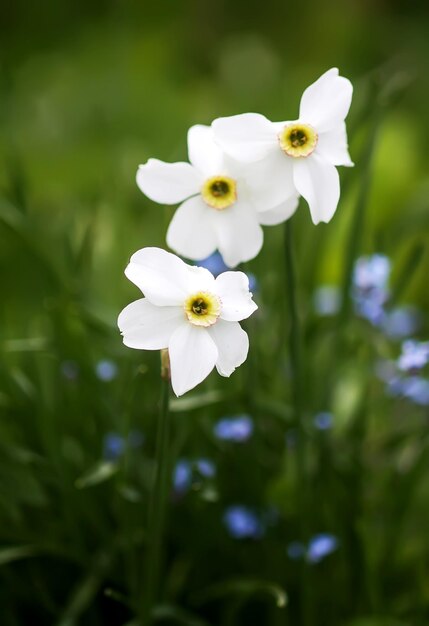 Narzissenblüten Narzissen blühen in einem Frühlingsgarten