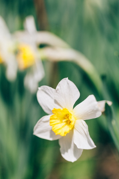 Narzissenblüten, wachsend, Gewächshaus, Frühling, Blumenstrauß