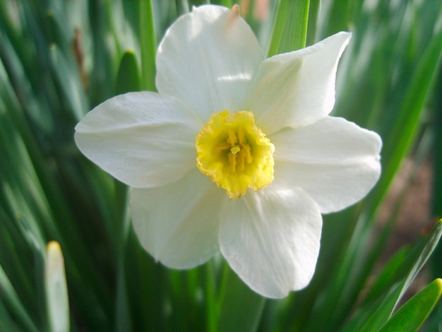 Narzissenblume im grünen Laubfoto