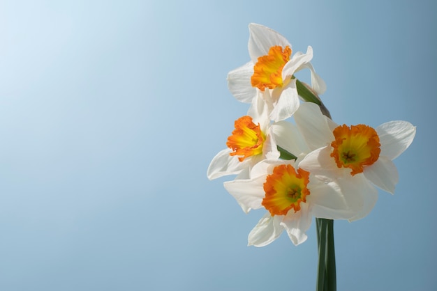 Foto narzissenblume im himmel