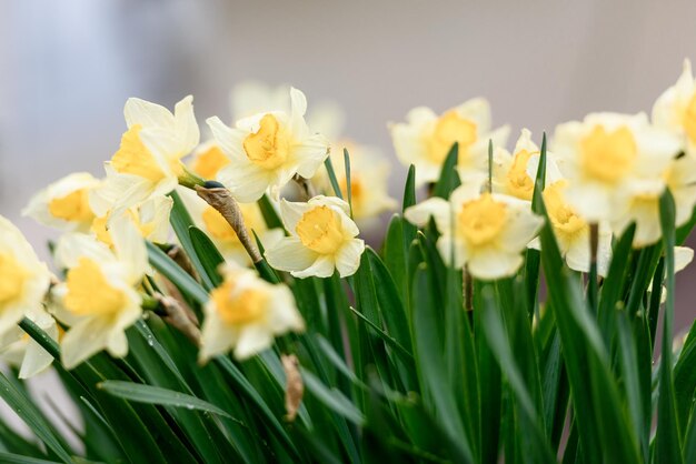 Foto narzissenblumen in der gartennahaufnahme sommerlandschaft und -natur