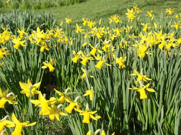 Narzissenpflanze (Narcissus) gelbe Blume