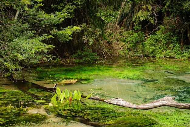 Nascente de rio com águas claras na floresta tropical em Bonito Mato Grosso do Sul Brasil