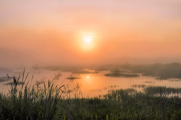 Nascer do sol com neblina em um campo de verão