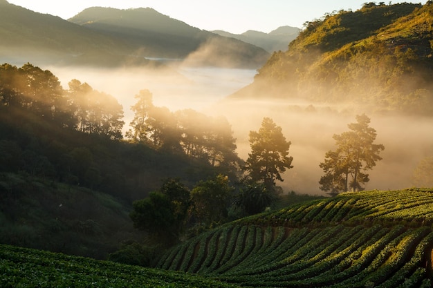 Nascer do sol da manhã de nevoeiro no jardim de morango na montanha de Doi Ang khang chiangmai tailândia