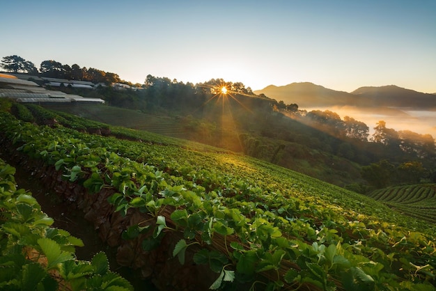 Nascer do sol da manhã enevoada no jardim de morango na montanha de Doi Angkhang chiangmai thailandxA