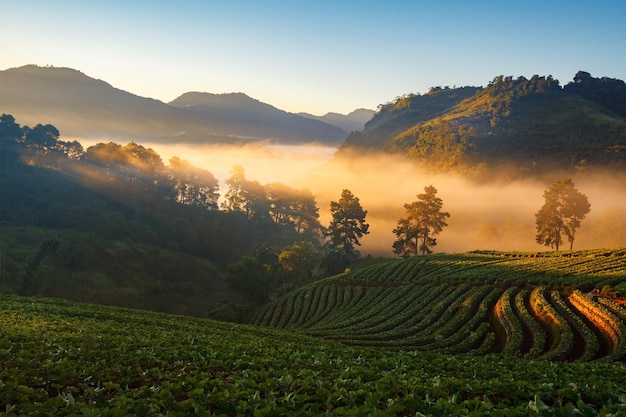 Nascer do sol da manhã enevoada no jardim de morango na montanha doi angkhang chiangmai tailândia