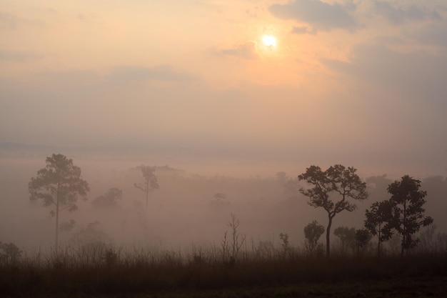 Nascer do sol da manhã enevoada no Parque Nacional Thung Salang Luang PhetchabunTung slang luang