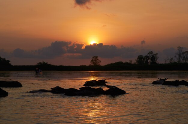 Foto nascer do sol e búfalo na água no santuário de animais selvagens de thalenoi, phatthalung, tailândia.