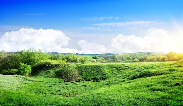 Nascer do sol e grama verde no campo de primavera