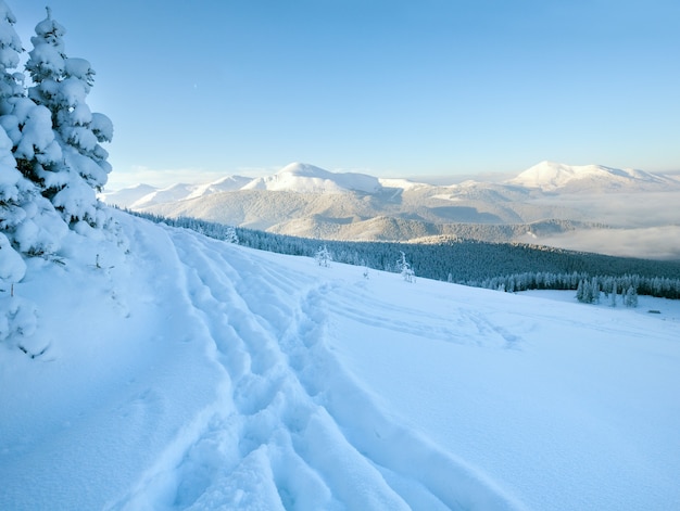 Nascer do sol e inverno, e pinheiros cobertos de neve na encosta da montanha (montanhas dos Cárpatos, Ucrânia)