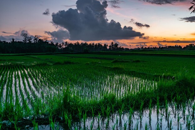 Nascer do sol em campos de arroz Ubud Bali Tegallalang Indonésia