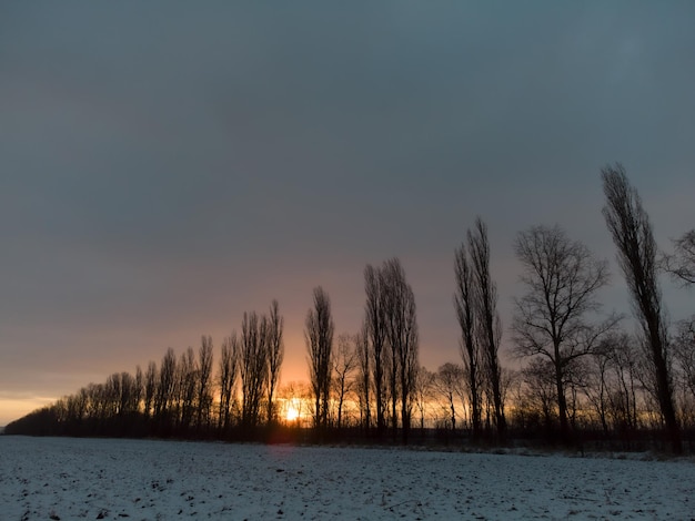 Nascer do sol laranja atrás de árvores altas em uma manhã de neblina em um dia frio de inverno na Spessart Baviera Alemanha