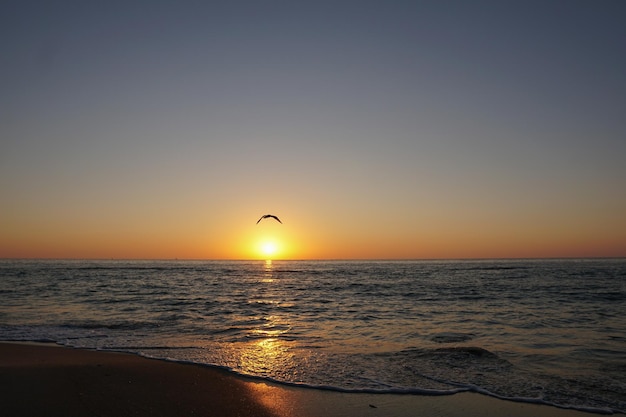 Nascer do sol na praia e gaivota voando