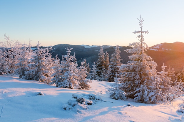 Nascer do sol rosa e paisagem montanhosa de inverno dos Cárpatos