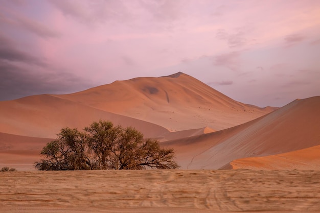 Nascer do sol rosa nas belas dunas do deserto do Namibe Sossusvlei Namíbia África