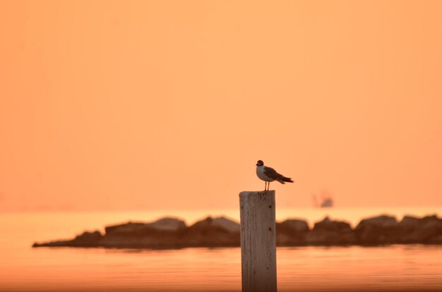 Foto nascer do sol sobre a baía