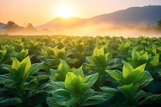 Foto nascer do sol sobre o campo de tabaco em flor