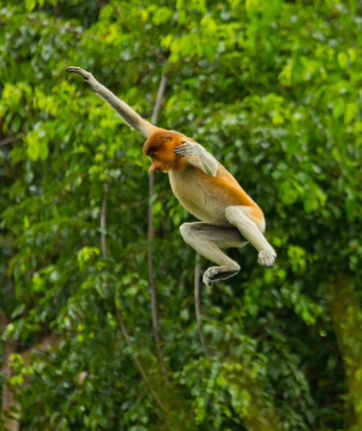 Nasenaffe springt im Dschungel von Baum zu Baum. Indonesien. Die Insel Borneo. Kalimantan.