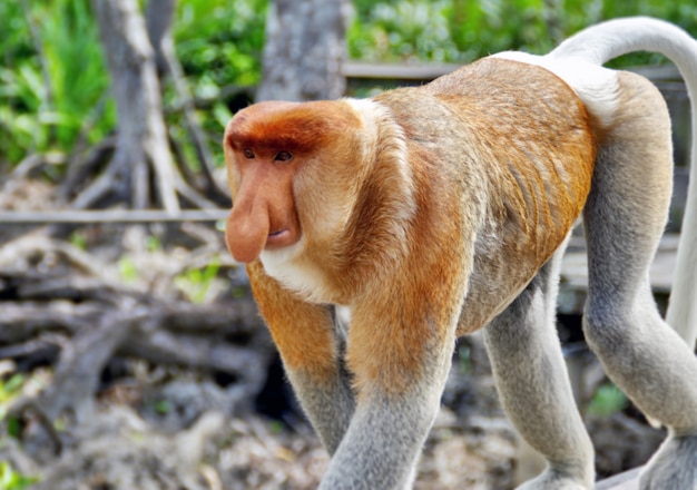 Nasenaffen im Dschungel von Borneo (Kalimantan)