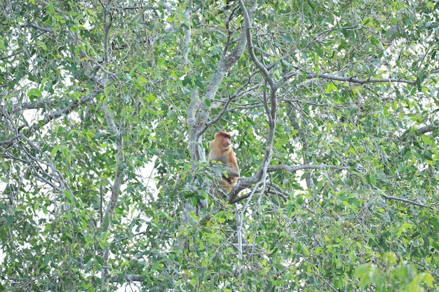 Nasenaffen in freier Wildbahn sitzen in einem Baum