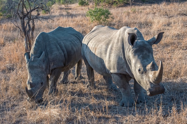 Nashörner gehen auf einer Wiese