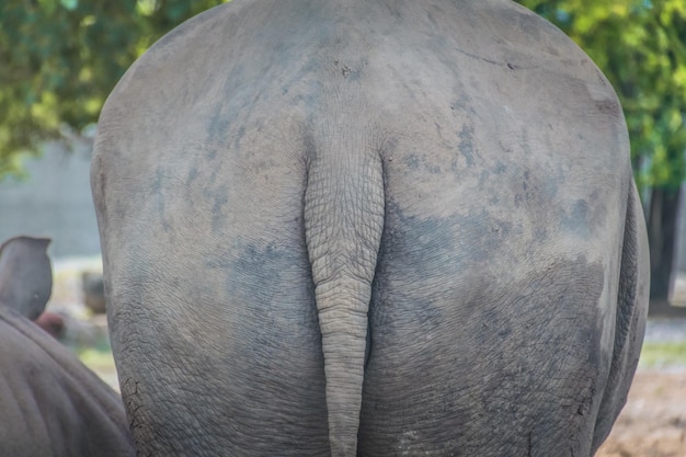 Foto nashörner im zoo der safari-welt